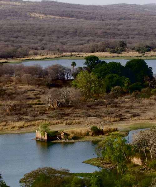 Ranthambore Padam Talao