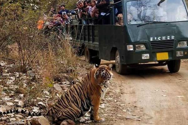 Ranthambore Tour Package 1 Night / 2 Days With 1 Time Canter Safari