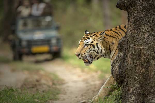 Ranthambore Tour 1 Night 2 Days Tour With 1 Time Jeep Safari