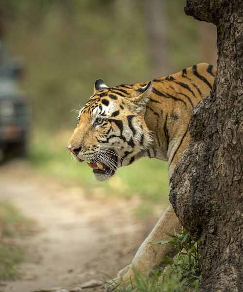 Ranthambore National Park
