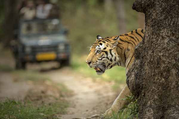 Day Trip to Ranthambore Tiger Safari from Jaipur