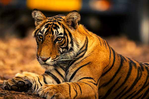 Private Full Day Trip to Ranthambore