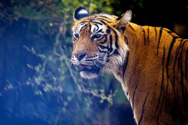 Ranthambore 2 Nights 3 Days With 1 Time Jeep Safari And 1 Time Chambal Safari