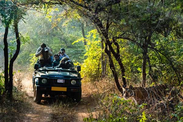 Ranthambore Tour 2 Night / 3 Days Tour With 2 Times Jeep Safari